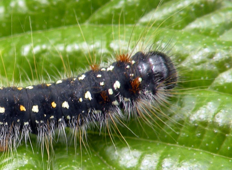 Larva non identificata - Eriogaster (Eriogaster) arbusculae